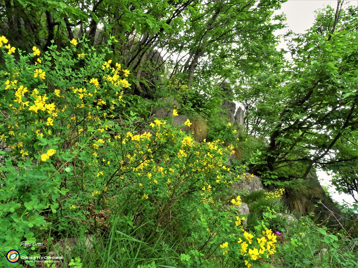 44 Coronilla emerus (Cornetta dondolina).JPG
